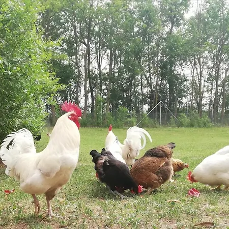 Πανσιόν Molnarkerti Pihenopark *